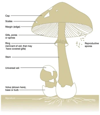Amazonian Mushrooms