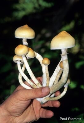 B+ Mushrooms