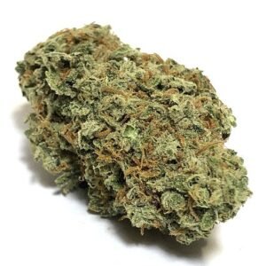 Blue Widow Strain – Hybrid (Wholesale)