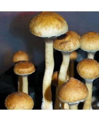 Costa Rican Mushroom Strain