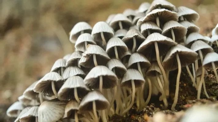 Daddy Long Legs Strain Mushrooms