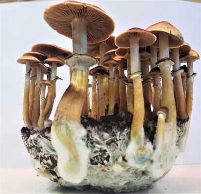 Gold Member Mushroom