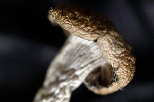 Golden Teachers Mushrooms