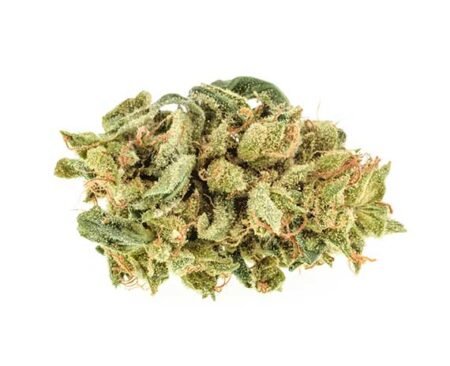 Bay 11 Strain – Hybrid (Wholesale)