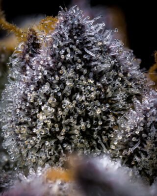 Mai Tai Cookies Strain