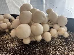 True Albino Teacher Mushroom