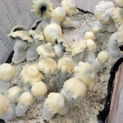 Yeti Magic Mushrooms
