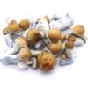 Blue Polowski Freeze Dried Mushrooms