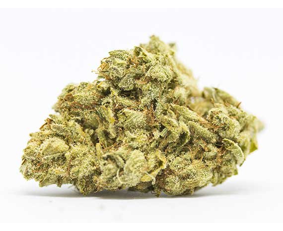 Mango Dream Strain – Hybrid (Wholesale)