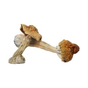 Tri-Colour Ecuadorian Strain Mushrooms