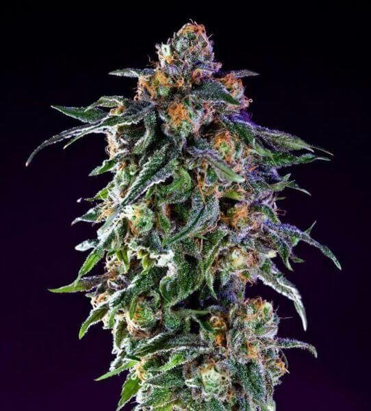 Best cannabis strains for sleep