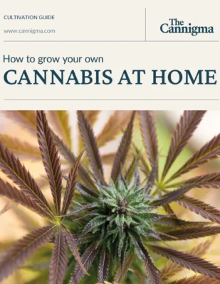 Beginner cannabis guides