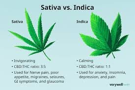 Indica vs Sativa: Effects